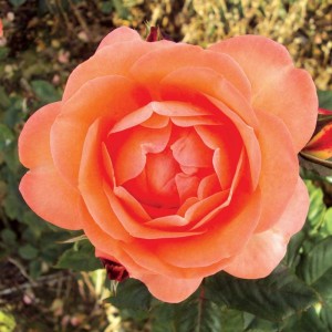 AMELIA (floribunda)